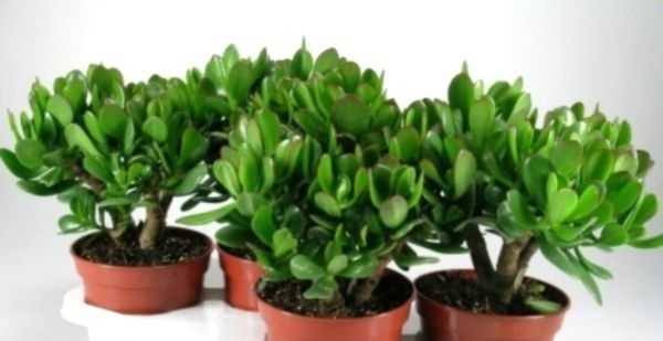 денежное дерево по фен шуй куда ставить