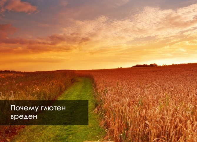 глютен что это и почему он вреден