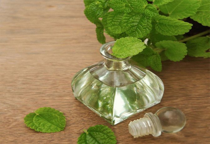 Масло пачули