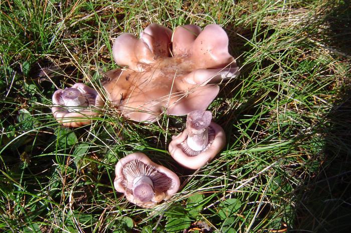 подтопольники грибы