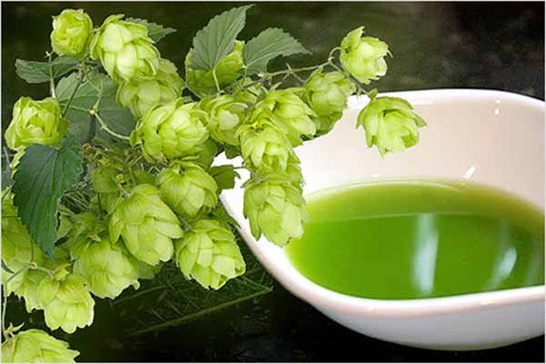 Шишки хмеля и настой
