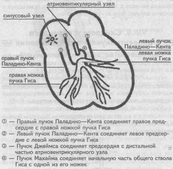 Дополнительные проводящие пучки Дополнительные проводящие пучки