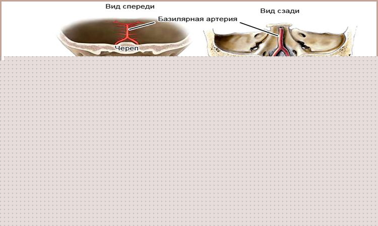 Анатомия шейного отдела позвоночника и вертебробазилярного бассейна