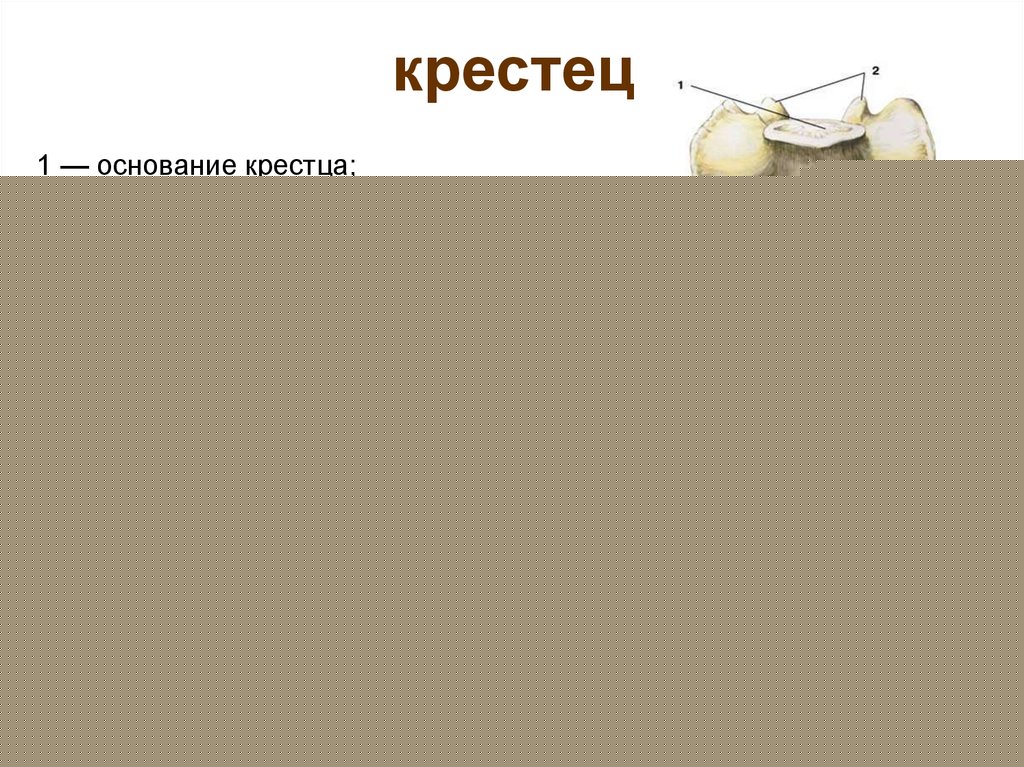 Крестцовая кость