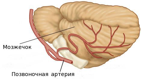 Кровоснабжение мозжечка Кровоснабжение мозжечка