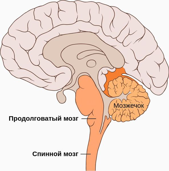 Продолговатый и спинной мозг Продолговатый и спинной мозг